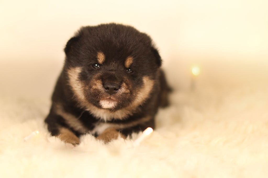 No Minami Kiba - Chiot disponible  - Shiba