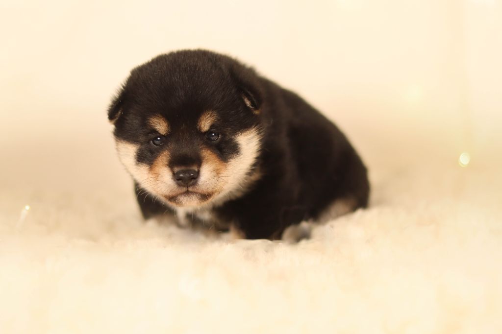 No Minami Kiba - Chiot disponible  - Shiba