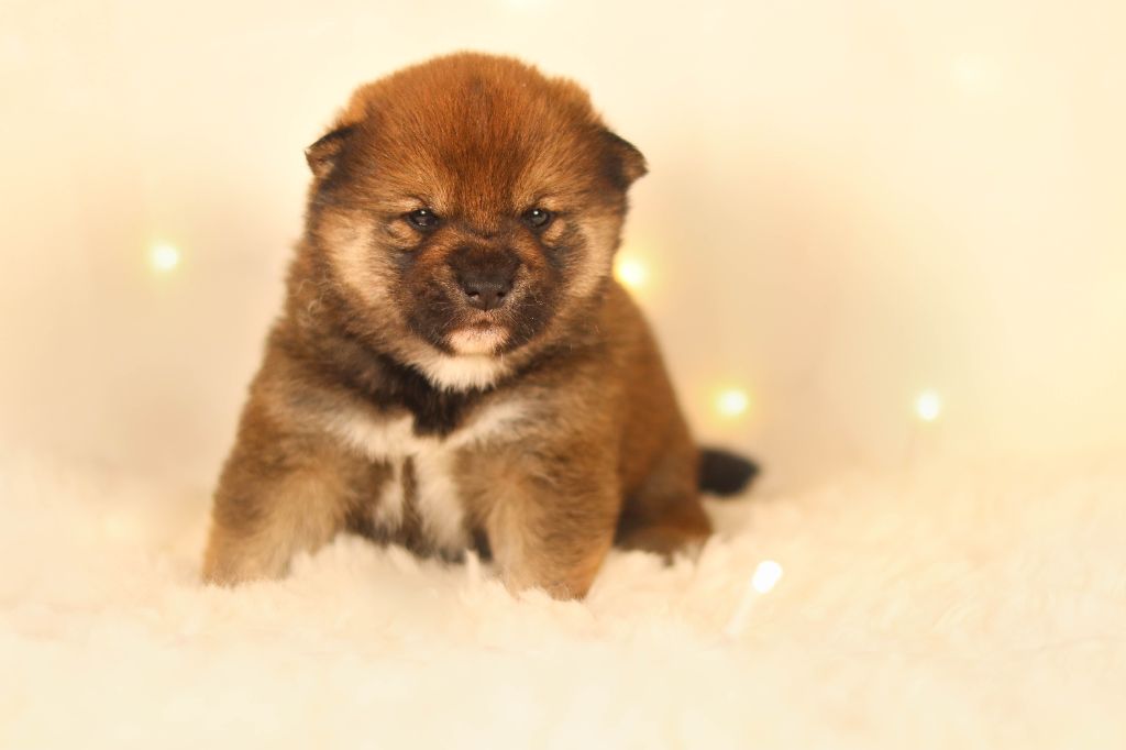 No Minami Kiba - Chiot disponible  - Shiba