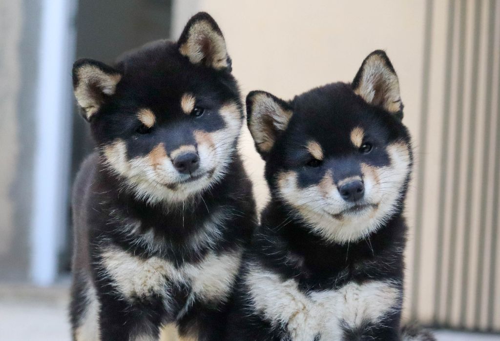 chiot Shiba No Minami Kiba