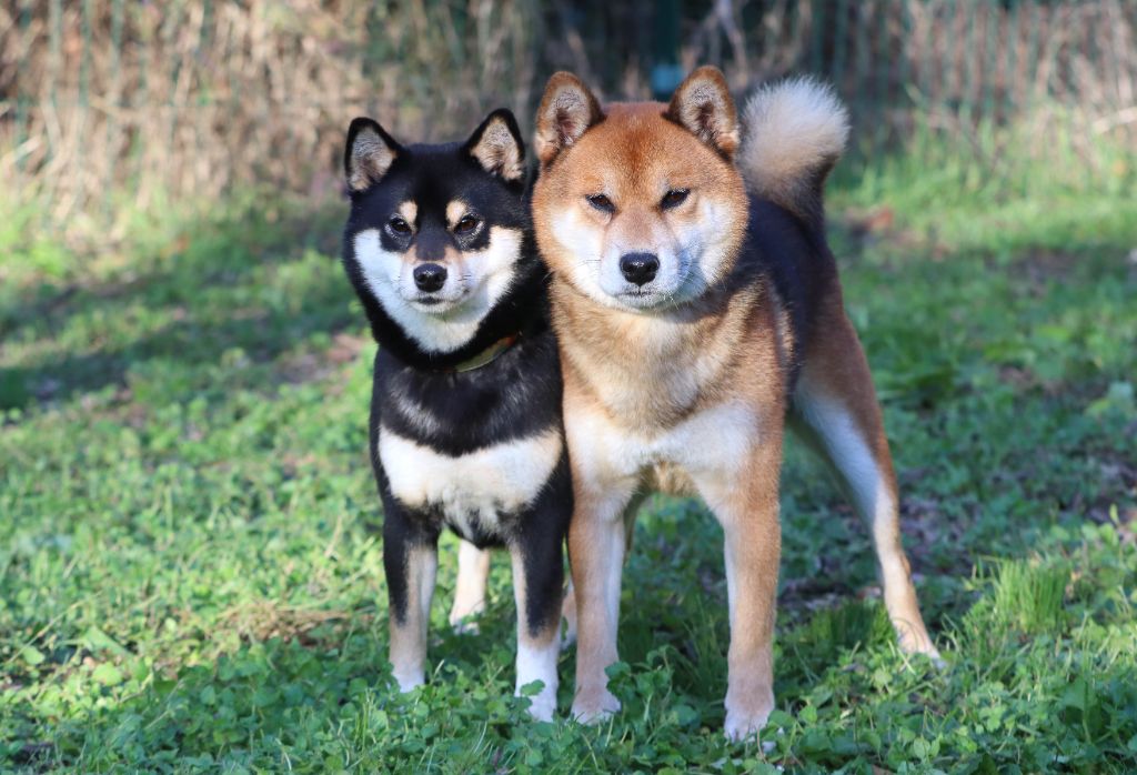 chiot Shiba No Minami Kiba