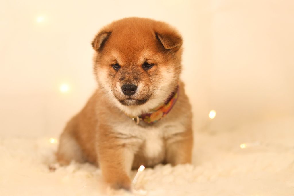 No Minami Kiba - Chiot disponible  - Shiba