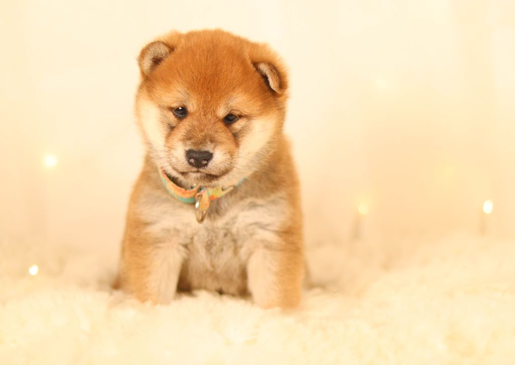 No Minami Kiba - Chiot disponible  - Shiba