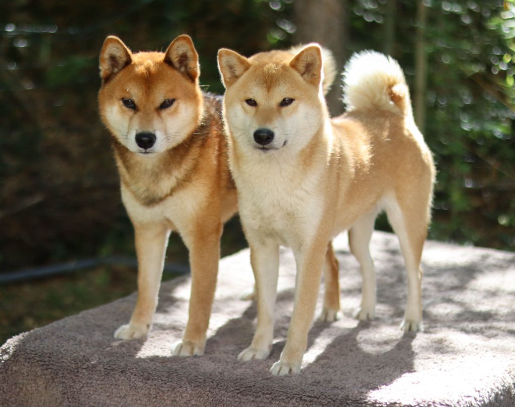 chiot Shiba No Minami Kiba