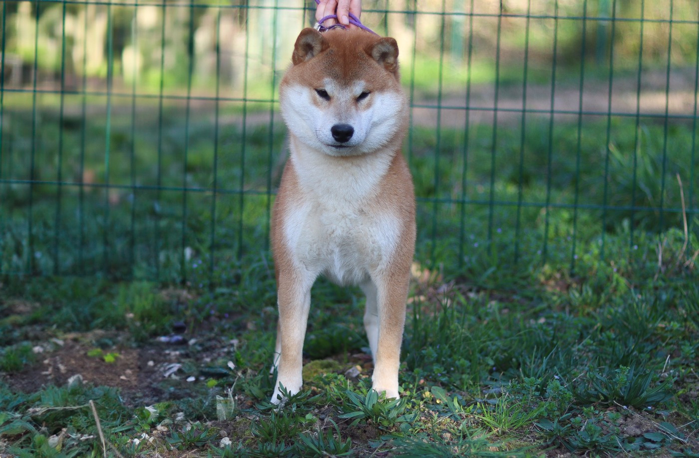 Vaku tozai yori du Bois de Compiègne