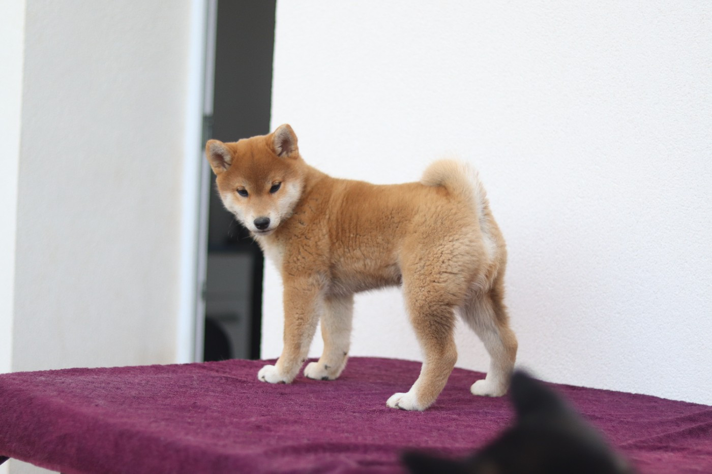 Ameko no gozen No Minami Kiba