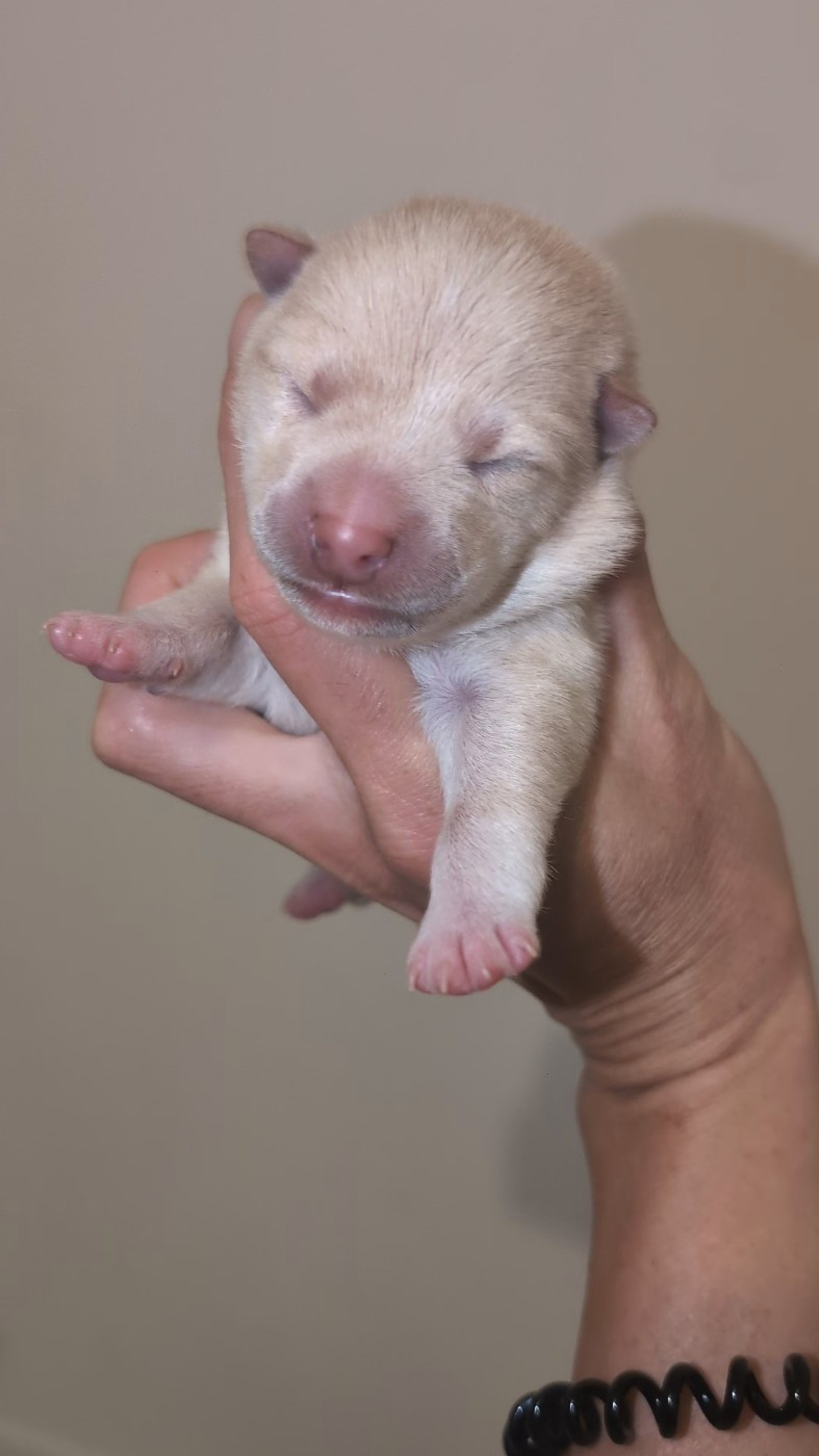 No Minami Kiba - Chiots disponibles - Shiba
