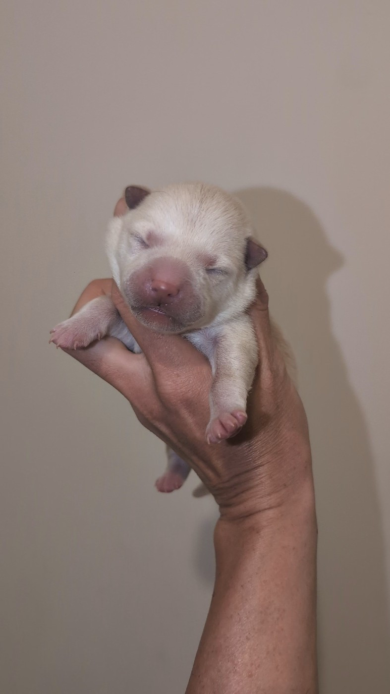 No Minami Kiba - Chiots disponibles - Shiba