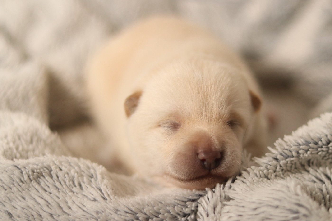 No Minami Kiba - Chiots disponibles - Shiba
