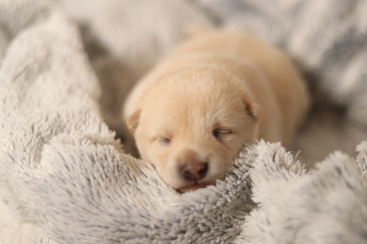 No Minami Kiba - Chiots disponibles - Shiba