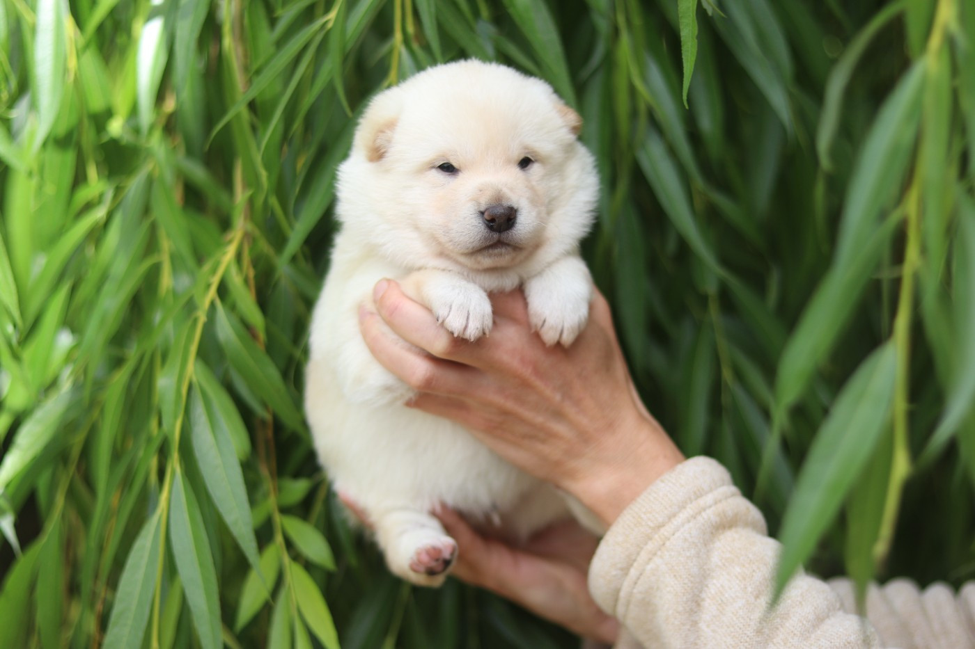 No Minami Kiba - Chiots disponibles - Shiba
