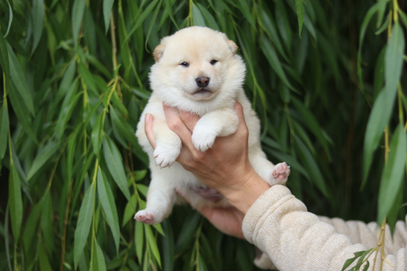 No Minami Kiba - Chiots disponibles - Shiba