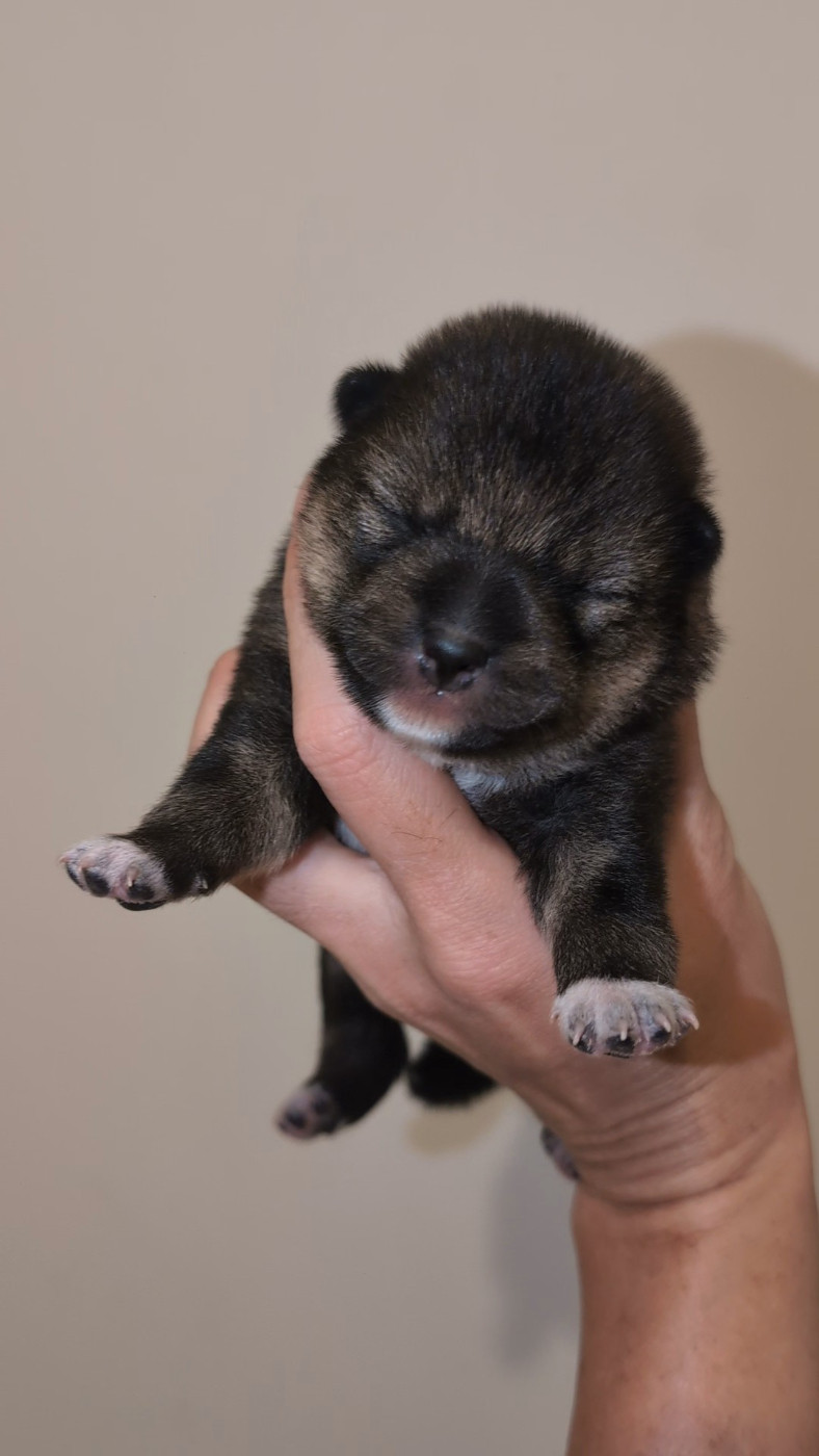 No Minami Kiba - Chiots disponibles - Shiba