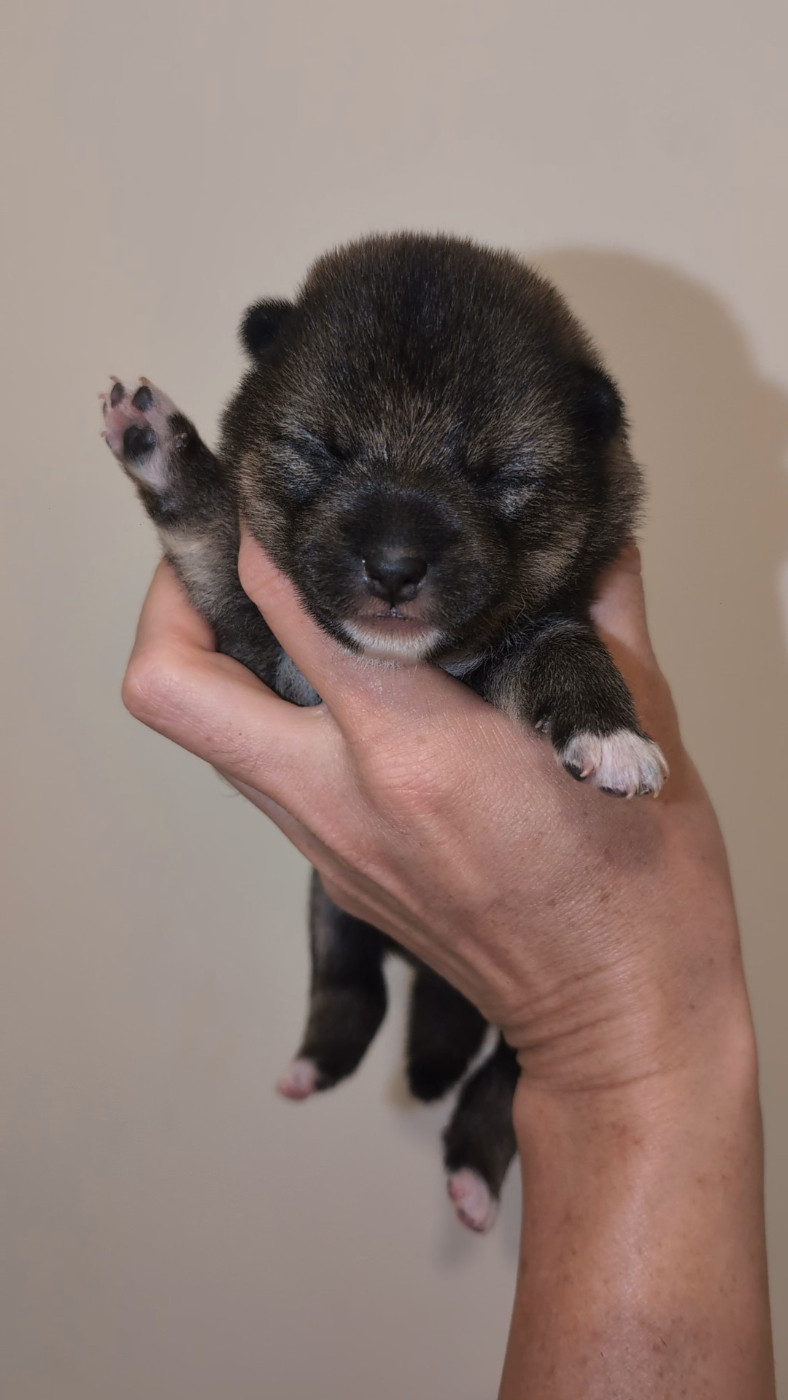No Minami Kiba - Chiots disponibles - Shiba
