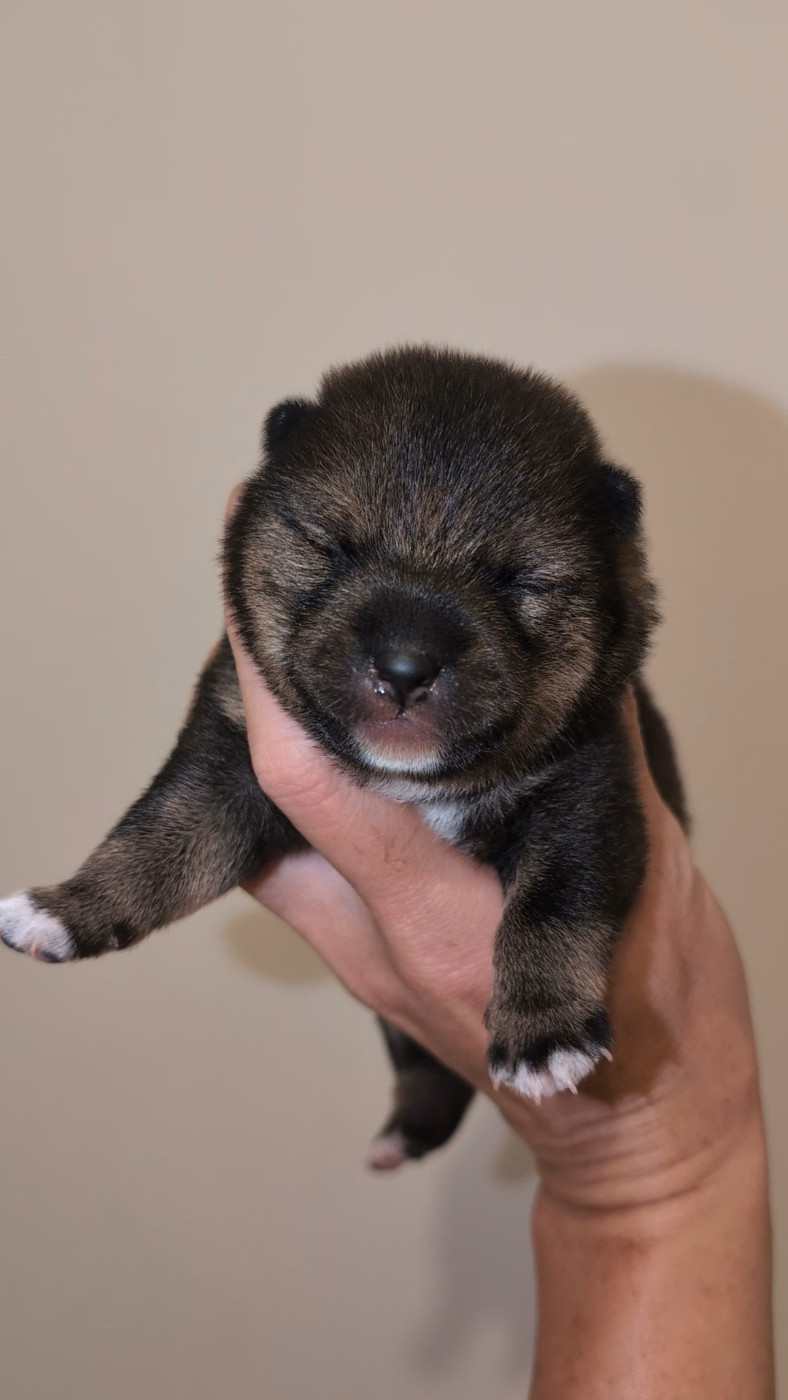 No Minami Kiba - Chiots disponibles - Shiba