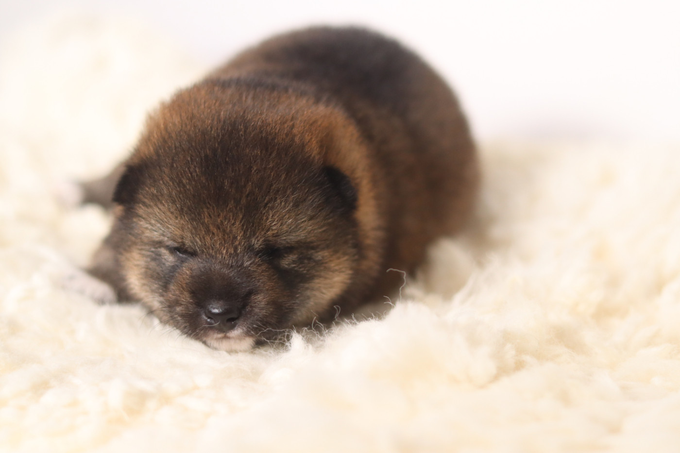 No Minami Kiba - Chiots disponibles - Shiba