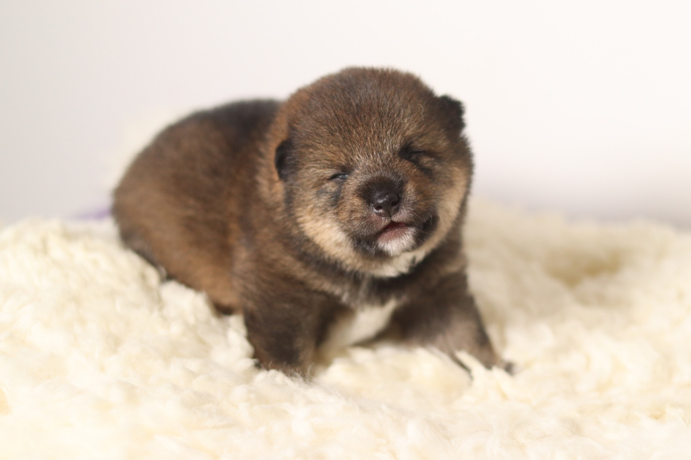No Minami Kiba - Chiots disponibles - Shiba