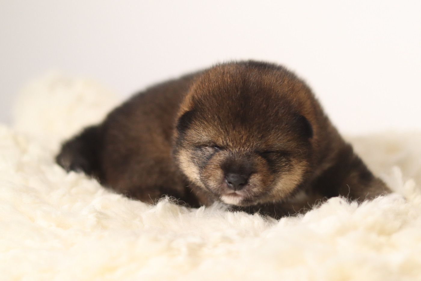 No Minami Kiba - Chiots disponibles - Shiba