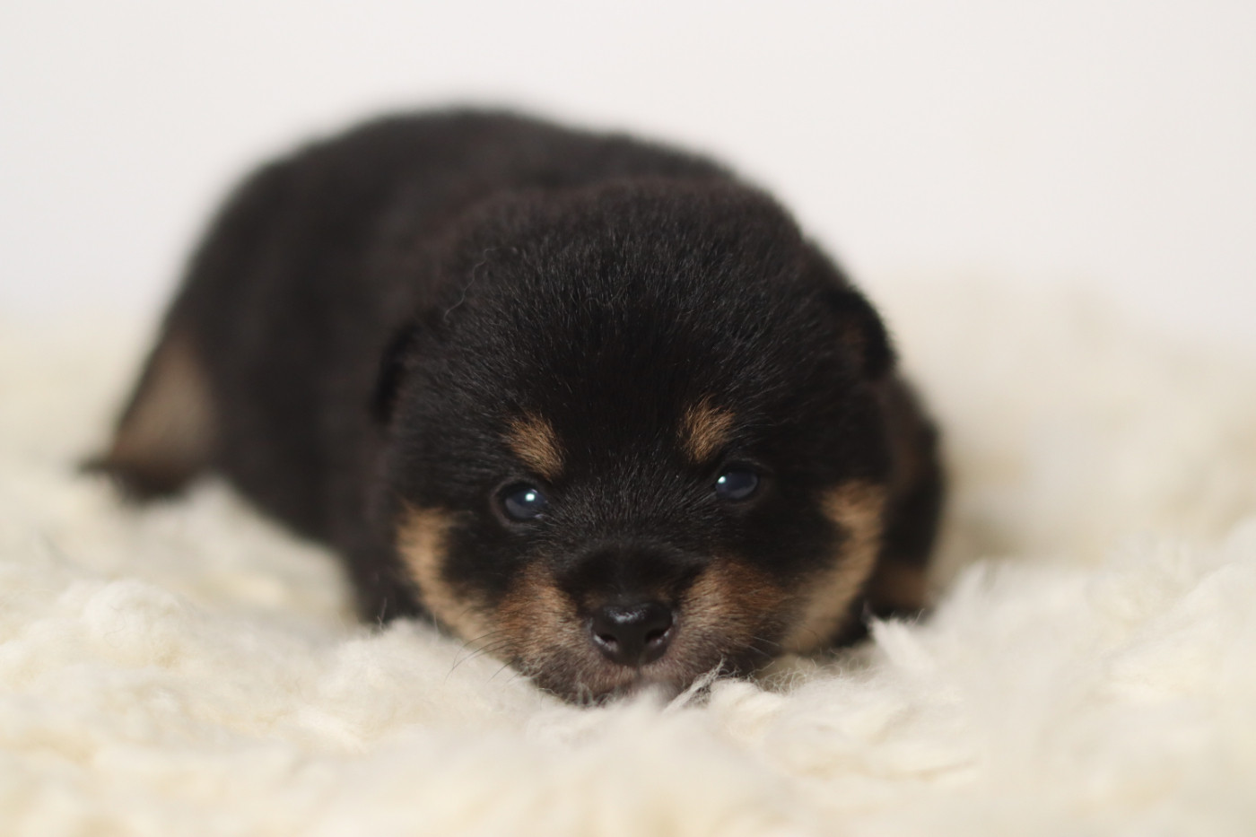 No Minami Kiba - Chiots disponibles - Shiba