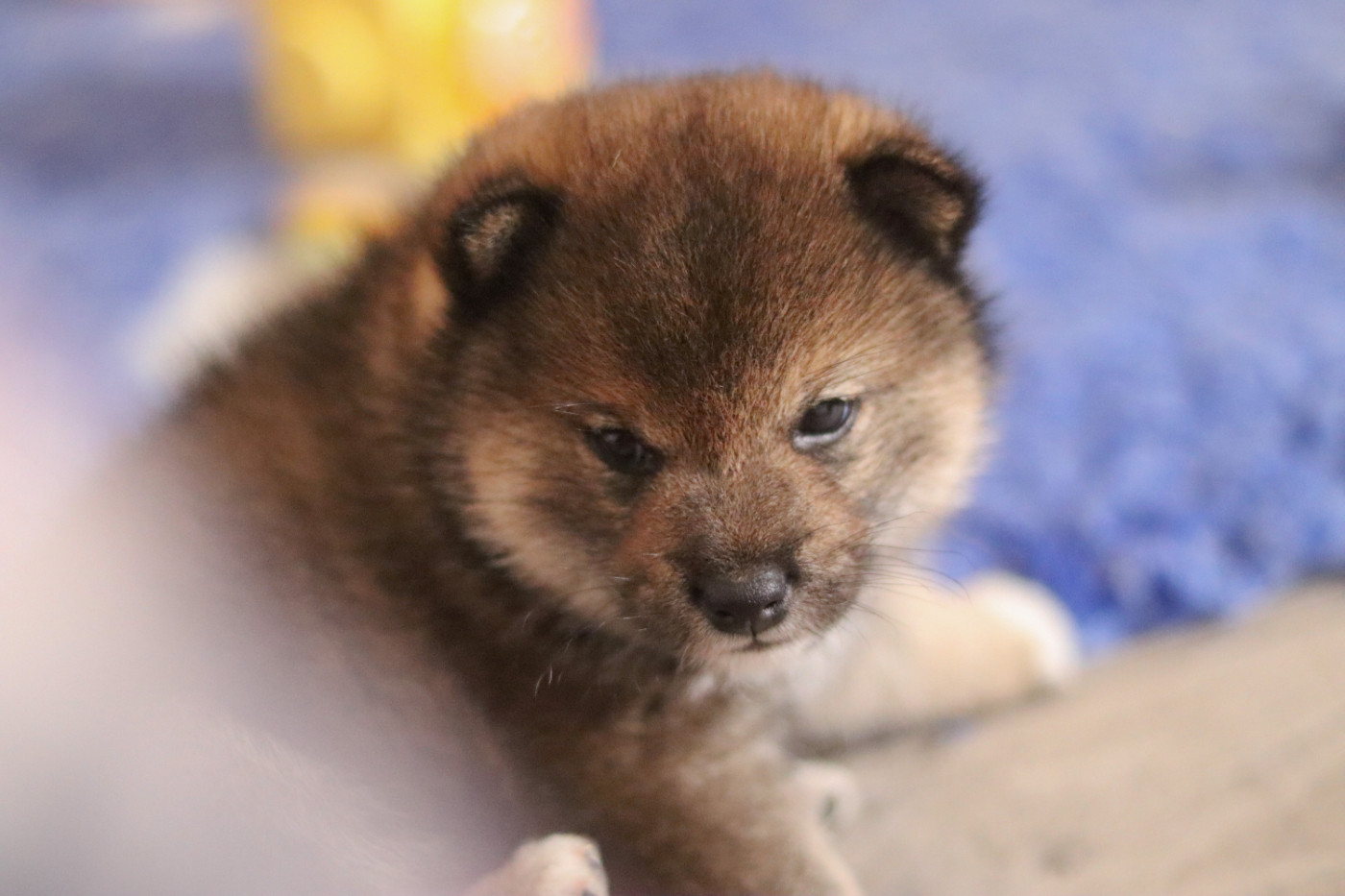 No Minami Kiba - Chiots disponibles - Shiba