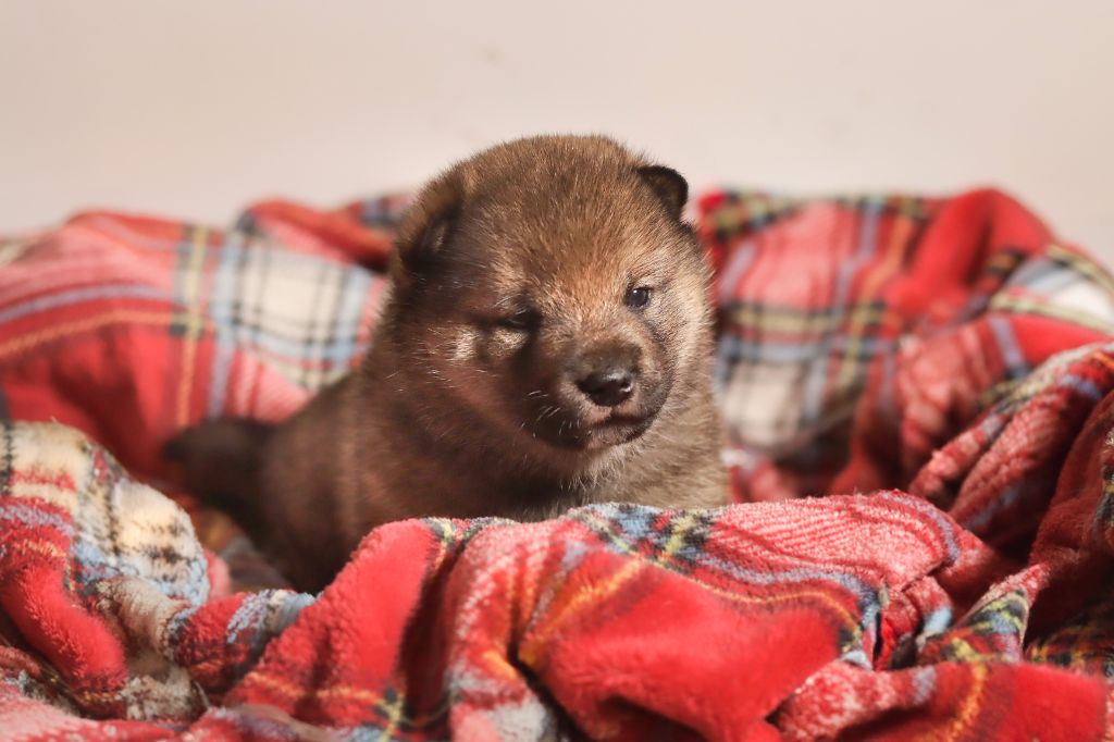 No Minami Kiba - Chiots disponibles - Shiba