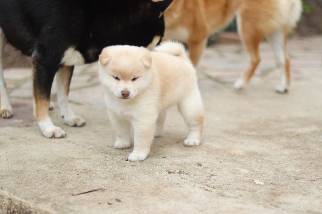 No Minami Kiba - Chiots disponibles - Shiba
