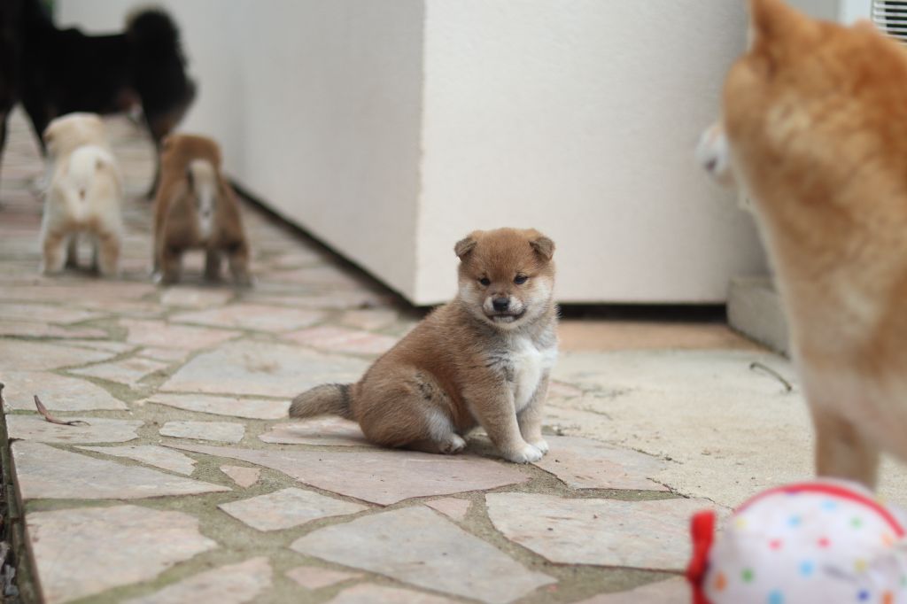 No Minami Kiba - Chiots disponibles - Shiba