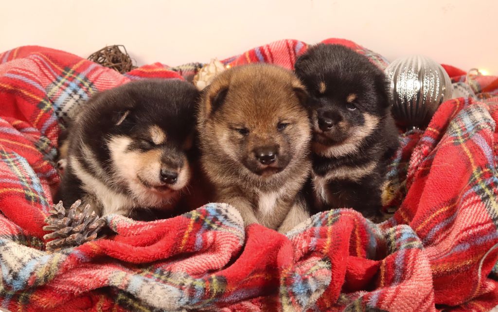 Chiot Shiba No Minami Kiba